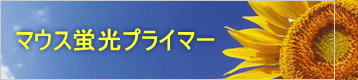 マウス蛍光プライマー